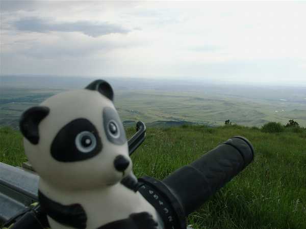 Panda